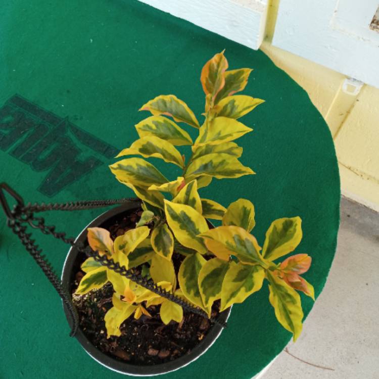 plant image 1465560