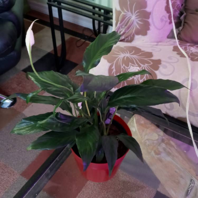 plant image 1467200