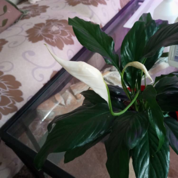 plant image 1467204