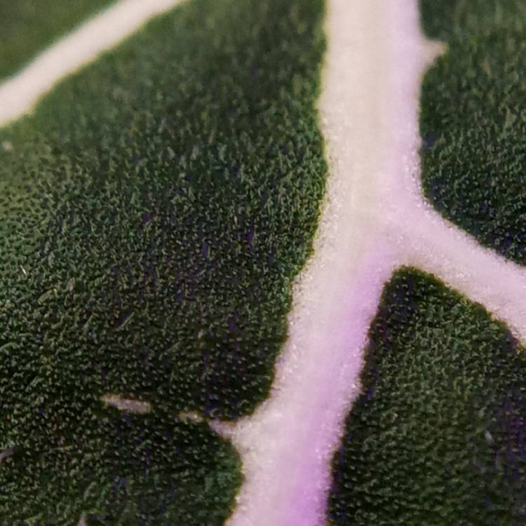 plant image 1469709 plant image 1469709