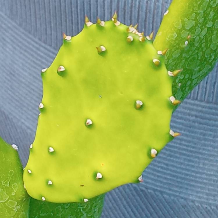 plant image 1469757 plant image 1469757