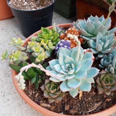 Various