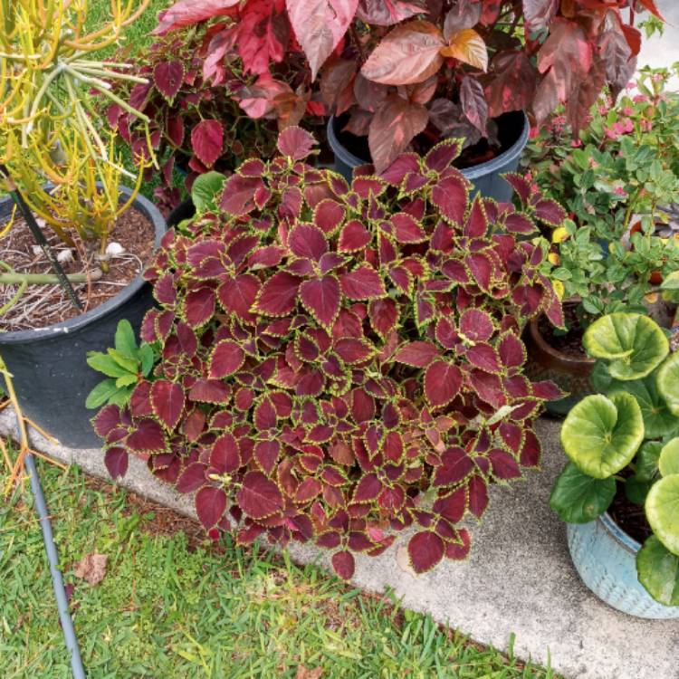 plant image 1471537 plant image 1471537