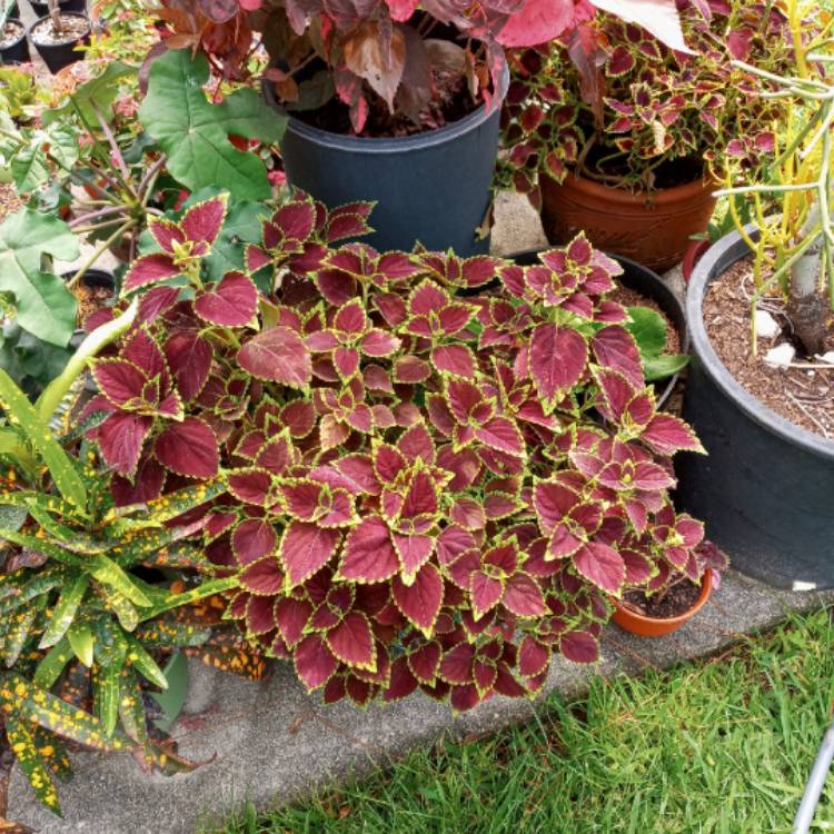 plant image 1471538 plant image 1471538