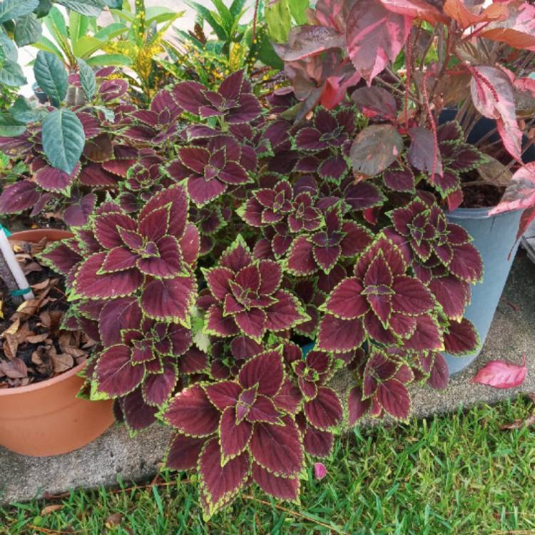 plant image 1489774 plant image 1489774