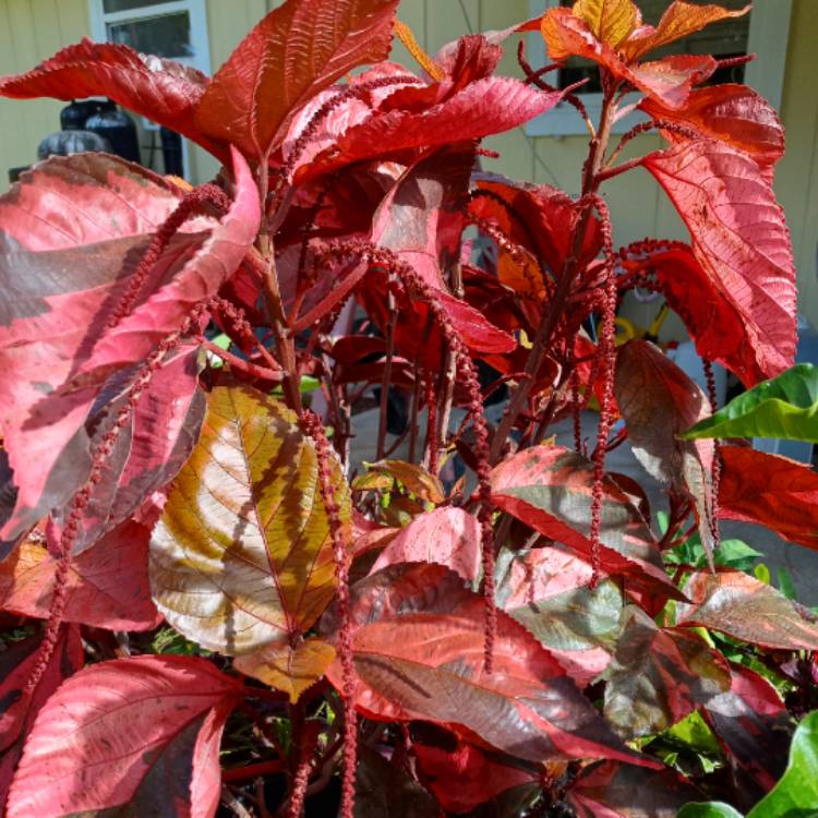 plant image 1492317 plant image 1492317