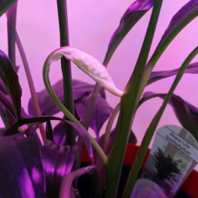 plant image 1492378