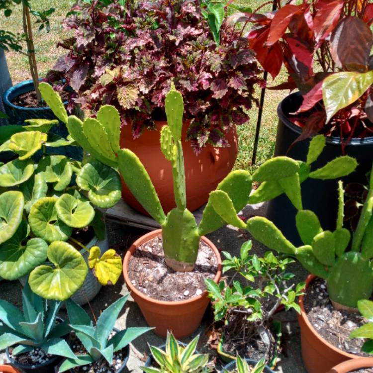 plant image 1493447 plant image 1493447