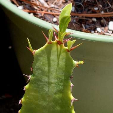 Euphorbia Trigona