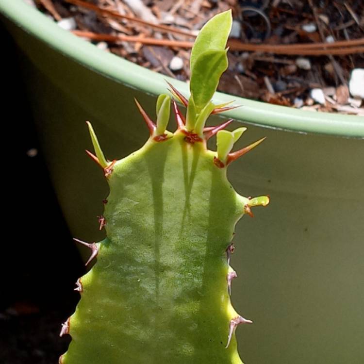 plant image 1493449