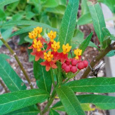 Asclepias curassavica