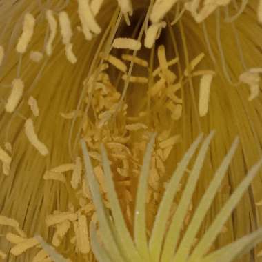 Hylocereus undatus