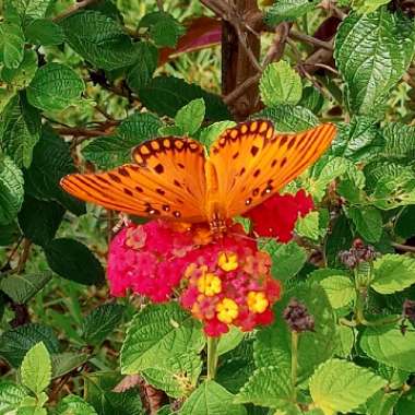 Lantana undulata