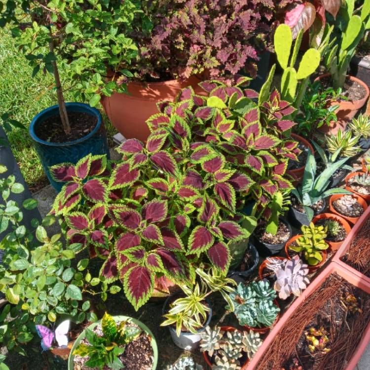 plant image 1514122 plant image 1514122
