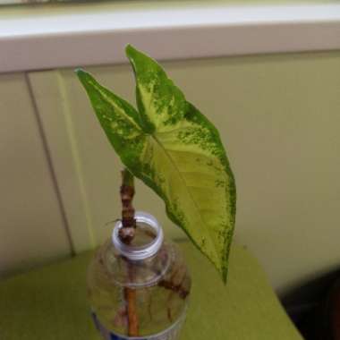 Syngonium podophyllum