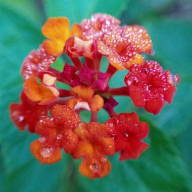 Lantana undulata