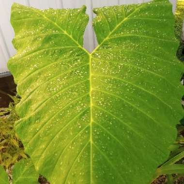 Colocasia esculenta  syn. Colocasia antiquorum