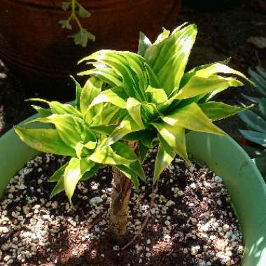 Dracaena Fragrans