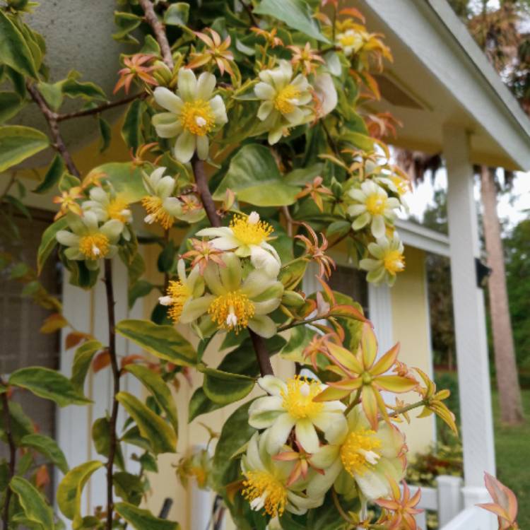 plant image 1541373