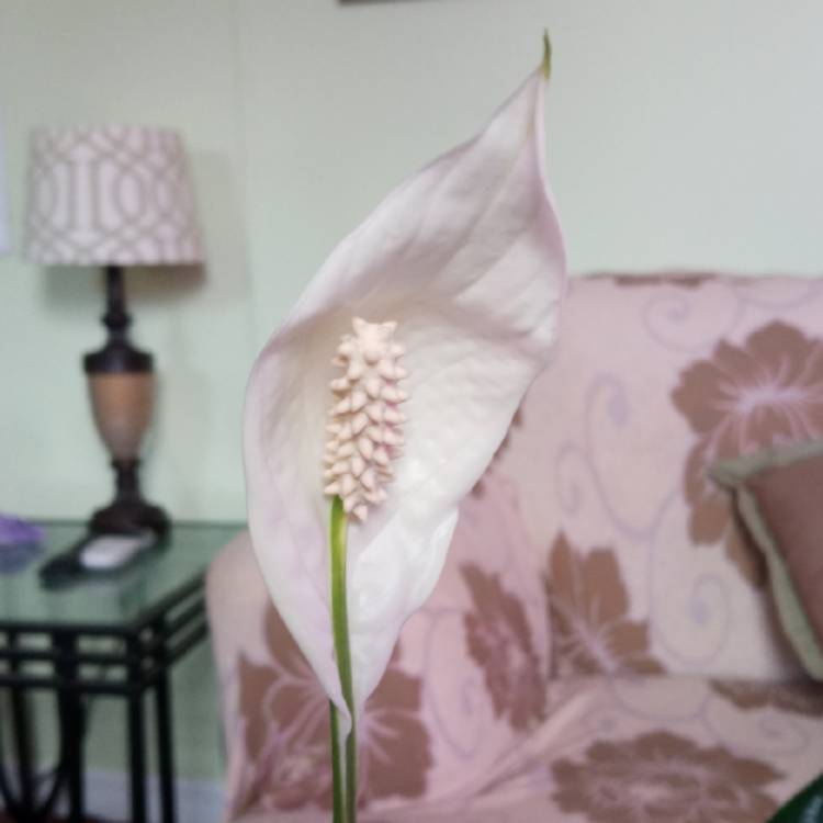 plant image 1542264