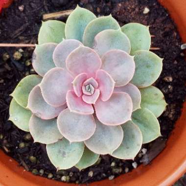 Echeveria Lilacina