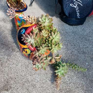 x Graptosedum California Sunset