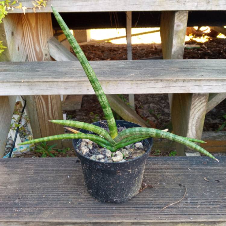 plant image 1556248