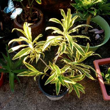 Dracaena Reflexa 'Variegata'