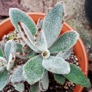 Kalanchoe tomentosa