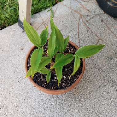 Cordyline fruticosa