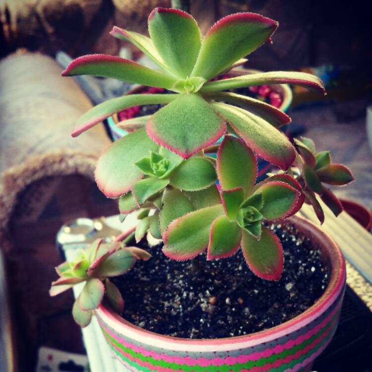 plant image 497382