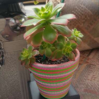 Aeonium Haworthii Dreamcolour