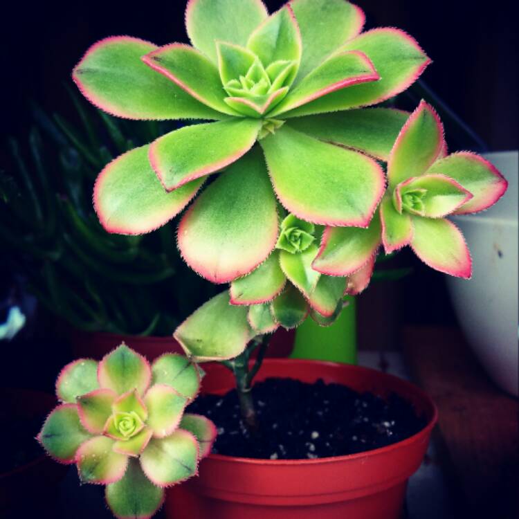 plant image 497403
