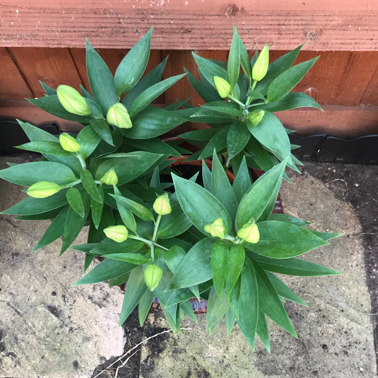 plant image 804847