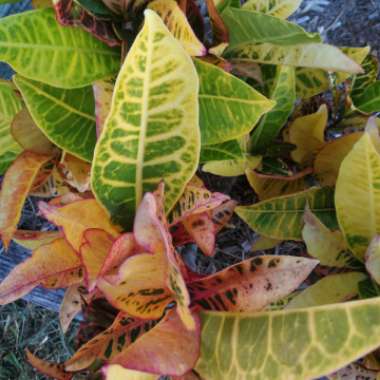 Codiaeum variegatum 'Pictum'