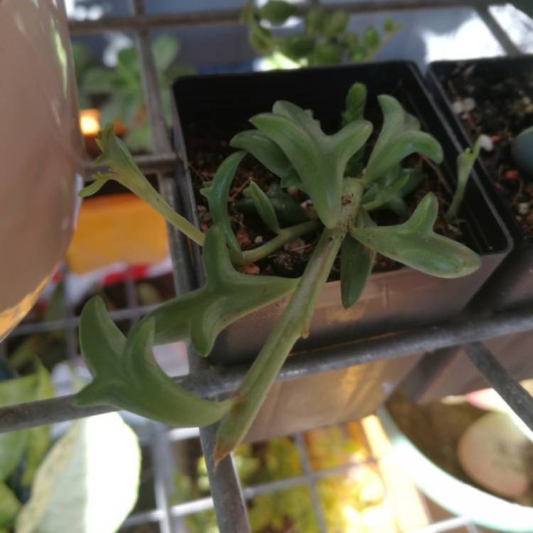 plant image 1257495