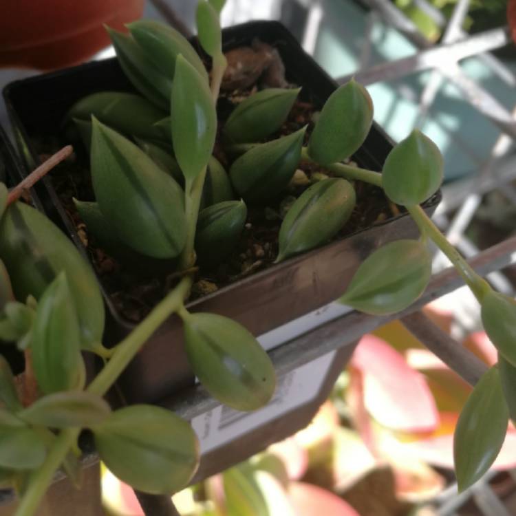 Plant image Senecio 'String Of Lanterns'