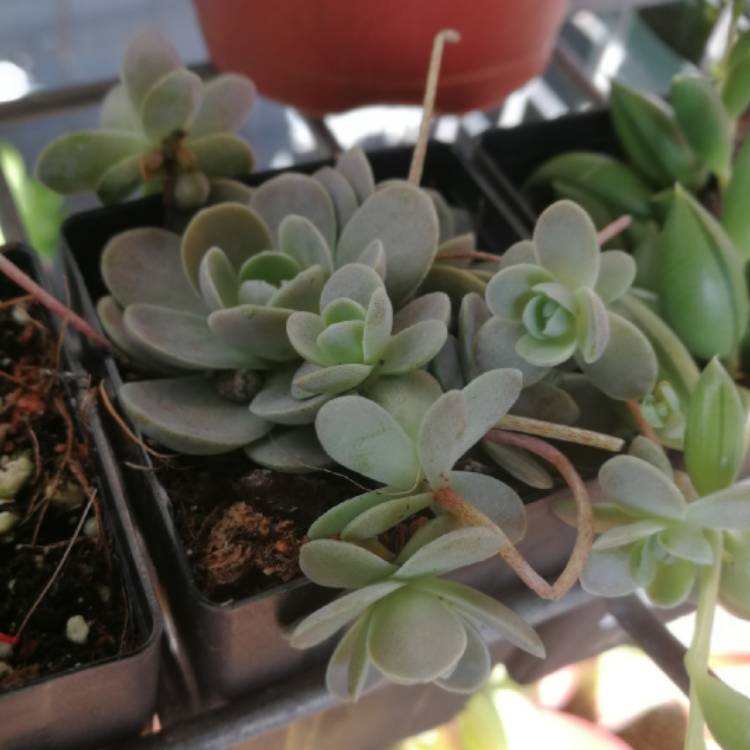 plant image 1257552 plant image 1257552