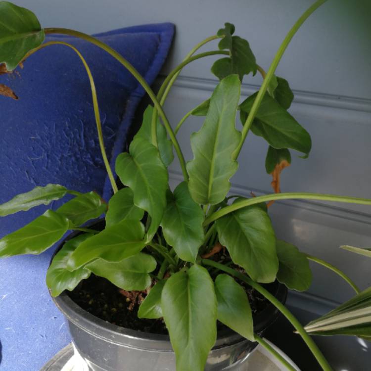 plant image 1273972 plant image 1273972