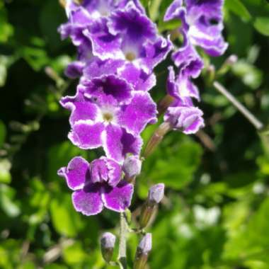 Duranta