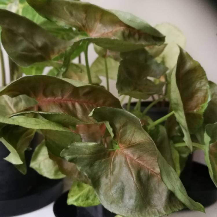 plant image 1297788