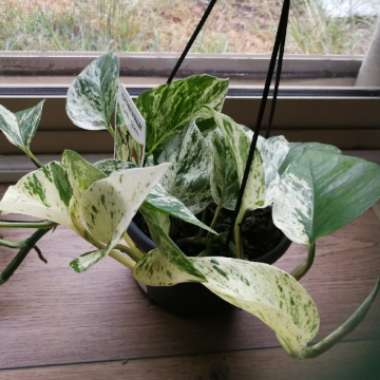 Epipremnum aureum 'Marble Queen'