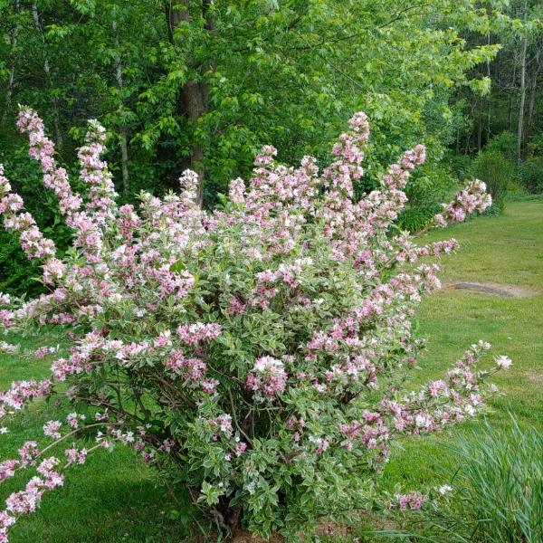 plant image 1395833 plant image 1395833
