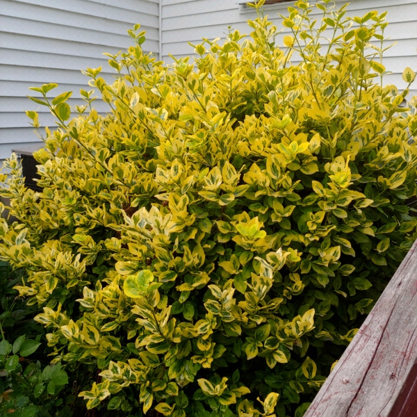 plant image 1395862