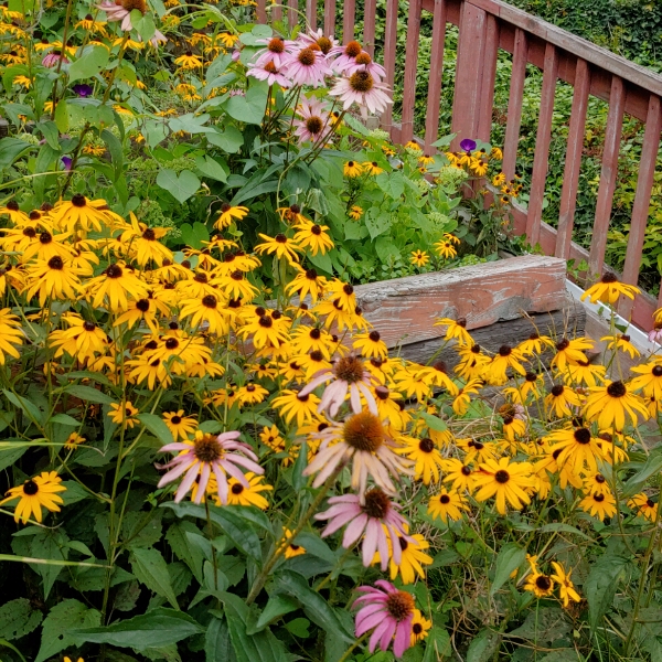 plant image 1396247 plant image 1396247
