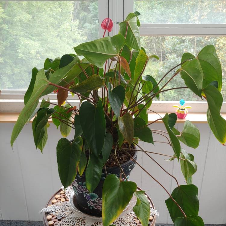 plant image 1397078