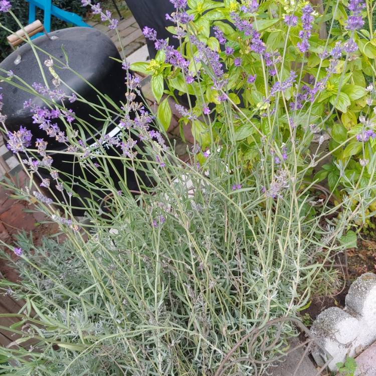 plant image 1397171 plant image 1397171