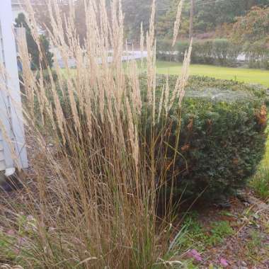 Calamagrostis x acutiflora 'Carl Foerster'