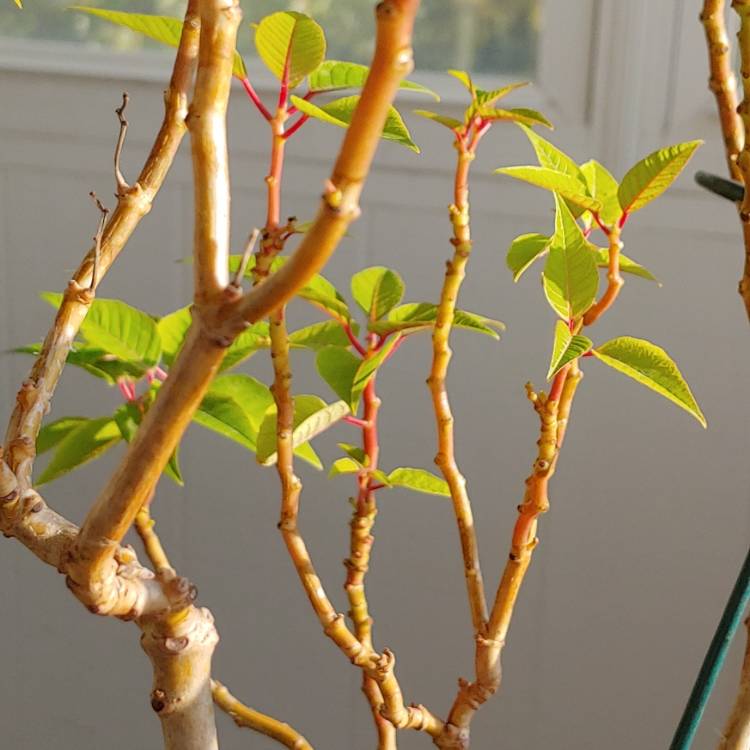 plant image 1408709