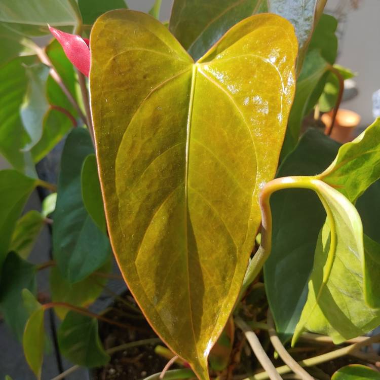 plant image 1409435